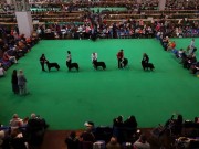 Irish Setter Poisoned at Crufts Dog Show Irish Setter Poisoned at Crufts Dog Show