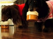 Kickstarter Helping to Launch a New Dog Toy Kickstarter Helping to Launch New Dog Toy