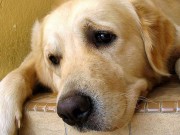 New App Uses Facial Recognition to Return Lost Dogs New App Uses Facial Recognition to Return Lost Dogs