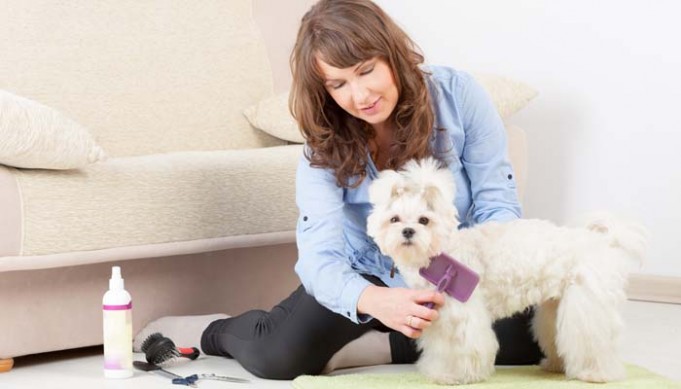 Picture of Do You Tip Dog Groomers? Why and How Much? – Top Dog Tips