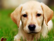 Research Proves Dogs Know When You’re Lying Research Proves Dogs Know When You’re Lying