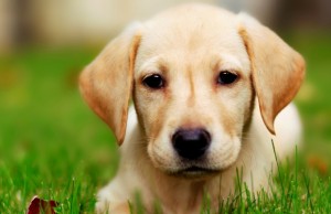 Research Proves Dogs Know When You’re Lying Research Proves Dogs Know When You’re Lying