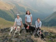 Scientists Use Shelter Dogs to Sniff Out Rare Gorillas Scientists Using Shelter Dogs to Sniff Out Rare Gorillas