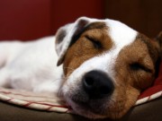 Sit. Stay. Forever. Now Offering Line of Toxin Free Dog Products Sit. Stay. Forever. Now Offering Line of Toxin Free Pet Products