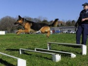 Tennessee Police K-9 Killed By Bank Robber Inspires New Law Tennessee Police K-9 Killed By Bank Robber Inspires New Law