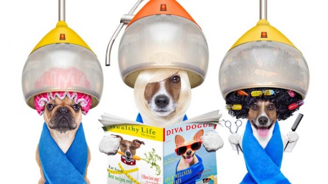 Do You Tip Dog Groomers? Why and How Much? – Top Dog Tips - Tip For Dog Groomer Service