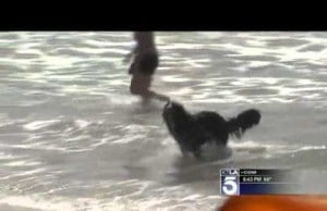 Bernese Mountain Dog Rescuers Swimmers From Rip Tide