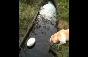 Silly Dog Tries So Hard to Rescue Ball