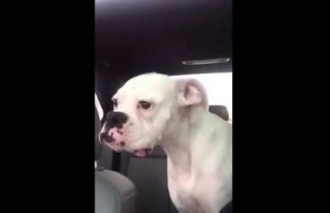 Boxer Dog Yells at His Dad