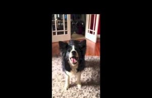 Blind Border Collie Can Play Fetch