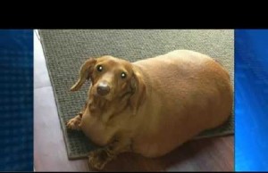 Dachshund Cuts Out Burgers and Pizza to Drop 44 Ibs.