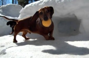 These Dachshund Dogs Love to Play Hockey