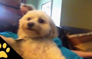 Jealous Dog Interrupts Kiss