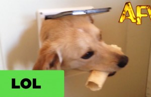 Dogs Play Peek-a-Boo Through Dog Door