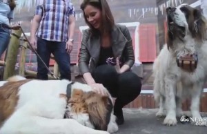 Dogs Help Recharge Batteries at SXSW Festival