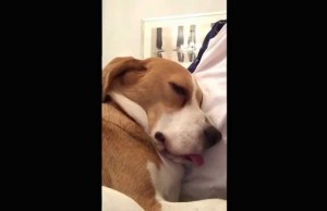 Adorable Beagle Wiggles Tongue While Dreaming
