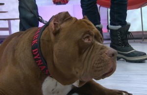 “Hulk” Walks the Streets of NYC
