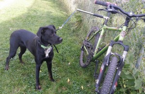 How to Use the Walky Dog Bicycle Leash