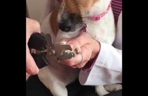 How To Trim Your Dog’s Nails