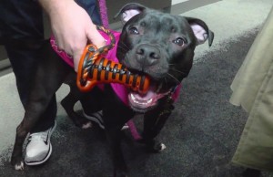 Cleveland Based Company Creates High-Tech Dog Toy