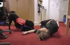 Open University Creating New Technology to Help Dogs Support Humans