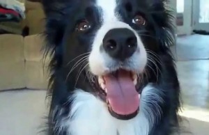 Border Collie Performs Unbelievable Tricks
