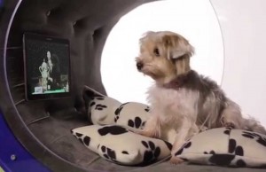 Samsung Creates Insane Tech Dog Kennel