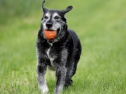 New Probiotic for Dogs Has Hit the Shelves A New Probiotic for Dogs Has Hit the Shelves