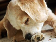 A New Weapon in the War Against Pet Allergies is Here A New Weapon in the War Against Pet Allergies is Here