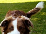 Student Pet Startup Is Helping You Track Your Dog’s… Tail? A Student Startup Company is Helping You Track Your Dog's....Tail?