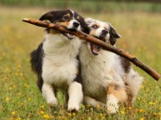 App Helps Dog Owners Find Events in Their Area App Helps Dog Owners Find Events in Their Area