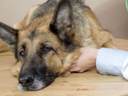 Are These Ham Bone Treats Harmful to Dogs? Are These Ham Bone Treats Harmful to Dogs?