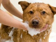 BioSilk Products Now Available for Dogs BioSilk Products Now Available for Dogs