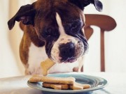 Canna-Pet Receives Trademark Registration Canna-Pet Receives Trademark Registration