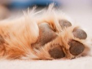 Dirty Dog Allows Any Company to White Label Their Products Dirty Dog Allows Any Company to White Label Their Products