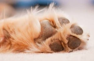 Dirty Dog Allows Any Company to White Label Their Products Dirty Dog Allows Any Company to White Label Their Products