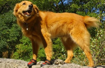Does Your Puppy Need Dog Boots? Does Your Puppy Need Dog Boots