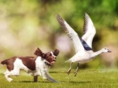 How to Stop Dogs From Chasing Wildlife How to Stop Dogs From Chasing Wildlife Featured Image