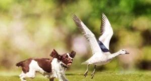 How to Stop Dogs From Chasing Wildlife How to Stop Dogs From Chasing Wildlife Featured Image