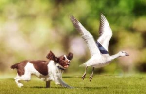 How to Stop Dogs From Chasing Wildlife How to Stop Dogs From Chasing Wildlife Featured Image