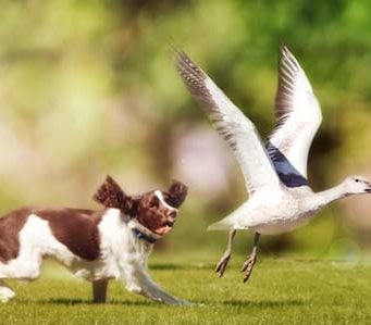 How to Stop Dogs From Chasing Wildlife How to Stop Dogs From Chasing Wildlife Featured Image