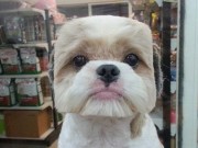 Dog Grooming In Taiwan Takes On a New Geometric Trend Dog Grooming In Taiwan Takes is On a New Geometric Trend