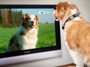 DogTV Helps Relieve Separation Anxiety in Dogs DogTV Helps Relieve Separation Anxiety in Dogs