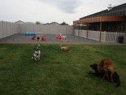 DogVacay Offers a Peer-to-Peer Pet Boarding Marketplace DogVacay Offers a Peer-to-Peer Pet Boarding Marketplace