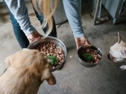 Entrepreneur Created a Dog Supplement to Save Her Pet’s Life Entrepreneur Created a Supplement to Save Her Dog's Life