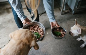 Entrepreneur Created a Dog Supplement to Save Her Pet’s Life Entrepreneur Created a Supplement to Save Her Dog's Life