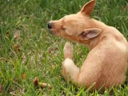 Finding a Product to Treat Parasites on Dogs is Tough Finding a Product to Treat Parasites on Dogs is Tough