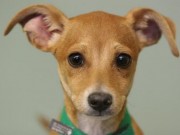 Google and Pedigree Team Up to Help Find Lost Dogs Google and Pedigree Team Up to Help Find Lost Dogs