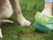 Government Says Dog Waste Bags Aren’t as Green as Advertised Government Says Dog Waste Bags Aren't as Green as Advertised