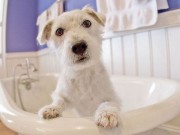 Groomer Brings Posh Treatments to Pets in North Carolina Groomer Brings Posh Treatments to Pets in North Carolina